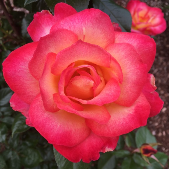 Meet your Posher, Helaine - Picture 1 of 1